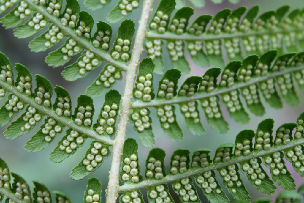 Dryopteris affinis o Dryopteris filix-mas?